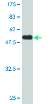 Monoclonal Anti-PEX19 antibody produced in mouse clone 2E4, purified immunoglobulin, buffered aqueous solution