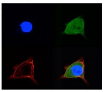 Anti-SLC2A5 antibody produced in rabbit affinity isolated antibody