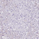 Anti-LGALS4 antibody produced in rabbit Prestige Antibodies® Powered by Atlas Antibodies, affinity isolated antibody, buffered aqueous glycerol solution