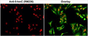 Anti-5-Hydroxymethylcytosine antibody, Rabbit monoclonal recombinant, expressed in HEK 293 cells, clone RM236, purified immunoglobulin
