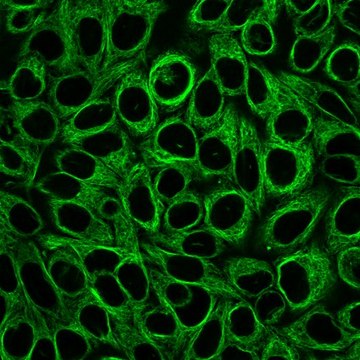 BioTracker 488绿色细胞骨架微管染料 Live cell imaging microtubule dye for imaging the cytoskeleton of living cells