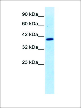 抗-TFEB affinity isolated antibody