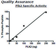 PLK2 Active human recombinant, expressed in baculovirus infected insect cells, ≥60% (SDS-PAGE)