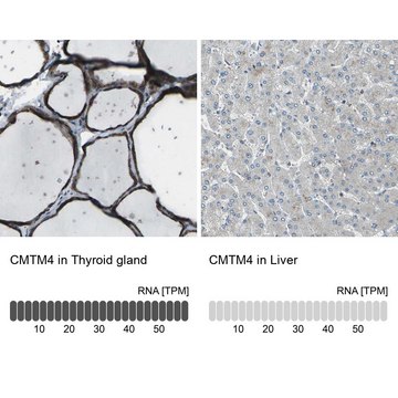 抗-CMTM4 兔抗 Prestige Antibodies&#174; Powered by Atlas Antibodies, affinity isolated antibody, buffered aqueous glycerol solution