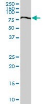 Anti-LOH11CR2A antibody produced in mouse purified immunoglobulin, buffered aqueous solution