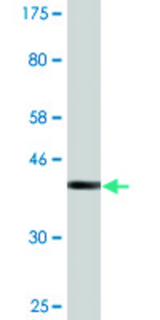 Monoclonal Anti-SSH1 antibody produced in mouse clone 2F9, purified immunoglobulin, buffered aqueous solution