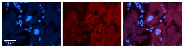 Anti-SF1 antibody produced in rabbit affinity isolated antibody