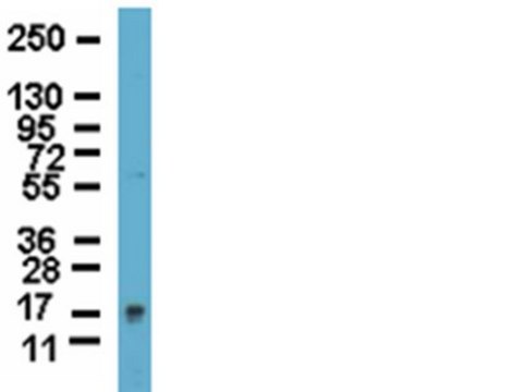 Anti-Frataxin Antibody from rabbit