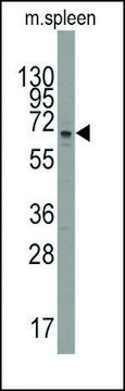 Anti-PARP3 (C-term) antibody produced in rabbit saturated ammonium sulfate (SAS) precipitated, buffered aqueous solution