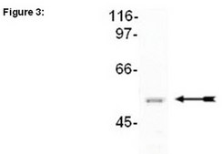 RIPAb+ CUGBP2 - RIP Validated Antibody and Primer Set from mouse