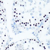 Anti-Phospho-Histone H2AX-S139 antibody produced in rabbit