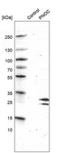 Monoclonal Anti-PNOC antibody produced in mouse Prestige Antibodies® Powered by Atlas Antibodies, clone CL15085, purified antibody (Protein A)