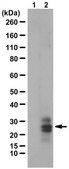 Anti-NKX6.2 from rabbit, purified by affinity chromatography