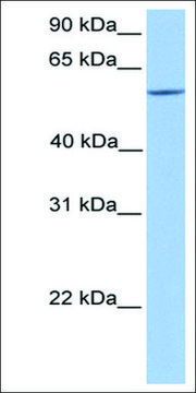 Anti-ERF antibody produced in rabbit affinity isolated antibody