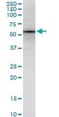 Monoclonal Anti-SOX18 antibody produced in mouse clone 1C4, purified immunoglobulin, buffered aqueous solution
