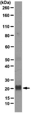 Anti-IL-16 Antibody, clone 14.1 clone 14.1, from mouse