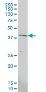 ANTI-MAPKAPK3 antibody produced in mouse clone 4B11, purified immunoglobulin, buffered aqueous solution