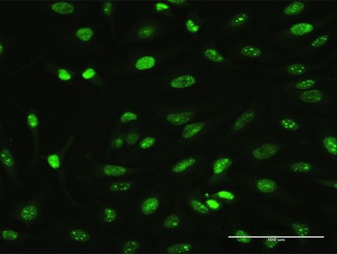 Monoclonal Anti-MAGEA2 antibody produced in mouse clone 1B1, purified immunoglobulin, buffered aqueous solution