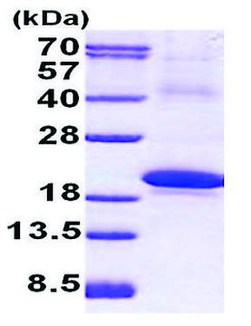 IL18BP human recombinant, expressed in E. coli, &#8805;90% (SDS-PAGE)