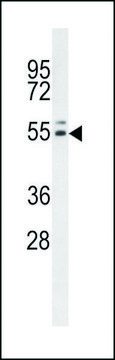 ANTI-INSC (C-TERM) antibody produced in rabbit IgG fraction of antiserum, buffered aqueous solution