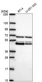 Anti-PAIP1 antibody produced in rabbit Prestige Antibodies® Powered by Atlas Antibodies, affinity isolated antibody