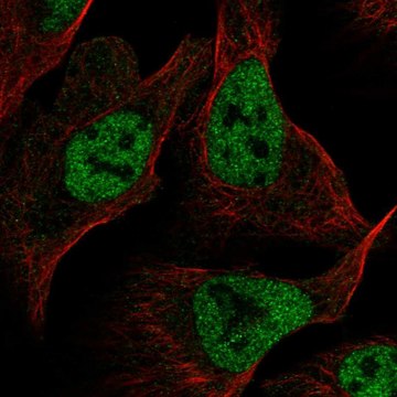 Anti-RFC1 antibody produced in rabbit Prestige Antibodies&#174; Powered by Atlas Antibodies, affinity isolated antibody