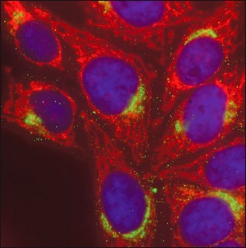 Anti-Chicken IgY (H+L), highly cross-adsorbed, CF&#8482; 568 antibody produced in goat ~2&#160;mg/mL, affinity isolated antibody