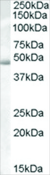 Anti-Actin-like 7B (AB1) antibody produced in goat affinity isolated antibody, buffered aqueous solution