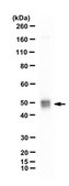 Anti-CtBP-2 Antibody from rabbit, purified by affinity chromatography