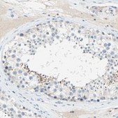 Anti-PCDHB2 antibody produced in rabbit Prestige Antibodies® Powered by Atlas Antibodies, affinity isolated antibody, buffered aqueous glycerol solution