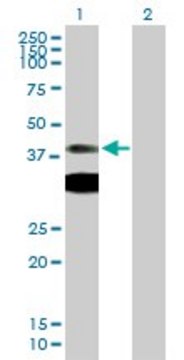 Anti-PRKAR1A antibody produced in mouse purified immunoglobulin, buffered aqueous solution