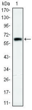 Monoclonal Anti-OTX2 antibody produced in mouse clone 1H12C4B5, ascites fluid