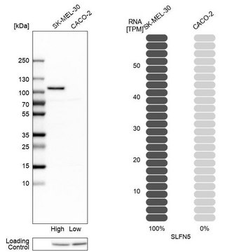 抗-SLFN5 兔抗 Prestige Antibodies&#174; Powered by Atlas Antibodies, affinity isolated antibody, buffered aqueous glycerol solution