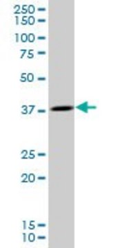 Anti-OCIAD1 antibody produced in mouse purified immunoglobulin, buffered aqueous solution