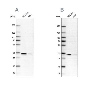 Anti-SFXN1 antibody produced in rabbit Prestige Antibodies&#174; Powered by Atlas Antibodies, affinity isolated antibody