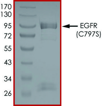 EGFR (C797S), Active recombinant