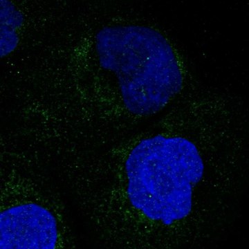 Anti-MARC1 antibody produced in rabbit Prestige Antibodies&#174; Powered by Atlas Antibodies, affinity isolated antibody, buffered aqueous glycerol solution