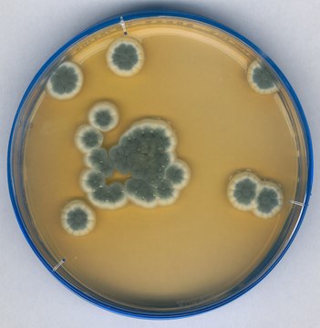 Sabouraud Dextrose Agar GranuCult&#174; prime, with 2% Dextrose, according to ISO, granular