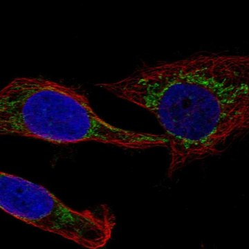 Anti-Mccc1 Antibody Produced In Rabbit Prestige Antibodies&#174; Powered by Atlas Antibodies, affinity isolated antibody, buffered aqueous glycerol solution