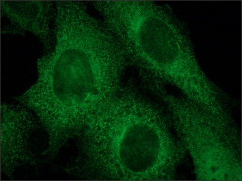 Anti-Rab4 antibody produced in rabbit ~1.0&#160;mg/mL, affinity isolated antibody, buffered aqueous solution