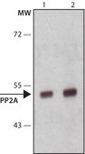 Anti-PP2A subunit B isoform PR55-α antibody, Mouse monoclonal clone 2G9, purified from hybridoma cell culture