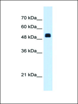 Anti-NAGS antibody produced in rabbit IgG fraction of antiserum