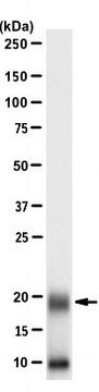 Anti-IL-17A/CTLA8 Antibody, clone MM17F3