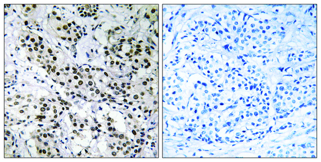 Anti-APBB2 antibody produced in rabbit affinity isolated antibody