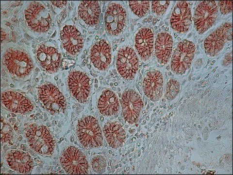 Anti-Claudin 3 antibody, Mouse monoclonal clone CLDN3, purified from hybridoma cell culture