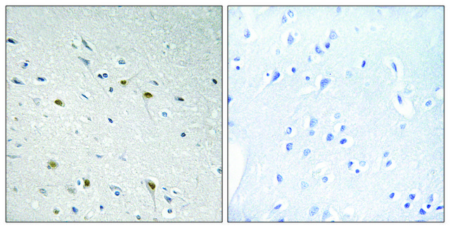 Anti-CDC25C antibody produced in rabbit affinity isolated antibody