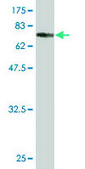 Monoclonal Anti-TLE6 antibody produced in mouse clone 2E4, purified immunoglobulin, buffered aqueous solution