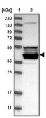 Anti-CPA5 antibody produced in rabbit Prestige Antibodies® Powered by Atlas Antibodies, affinity isolated antibody, buffered aqueous glycerol solution