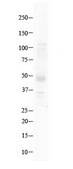 Anti-GSH2 antibody produced in rabbit affinity isolated antibody