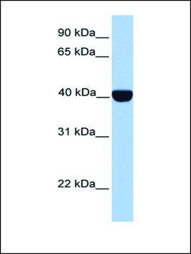 Anti-CSNK2A2 (AB1) antibody produced in rabbit affinity isolated antibody